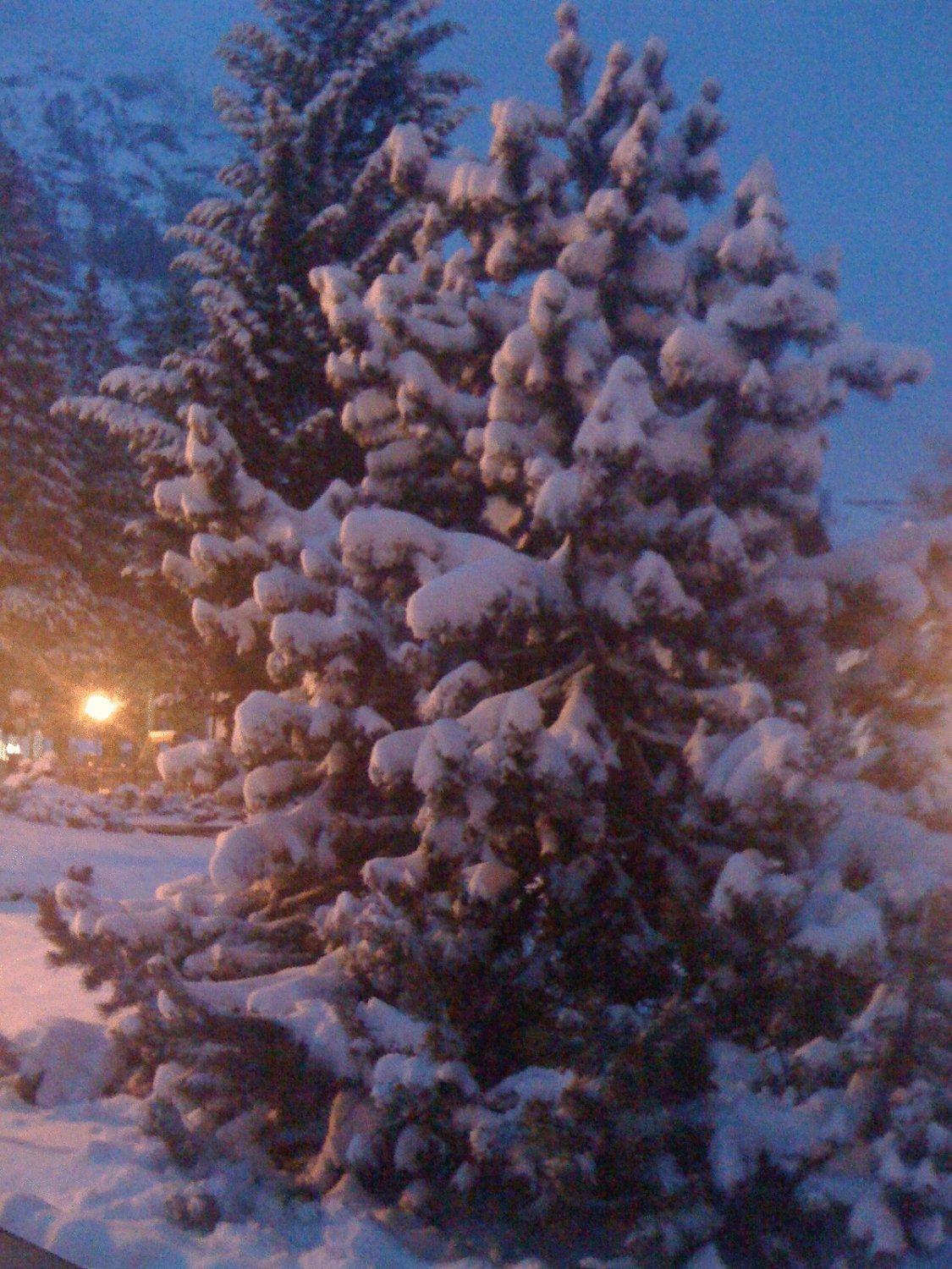 Albergo Alpenrose Ski&Bike Mountain Hotel Gressoney-Saint-Jean Extérieur photo